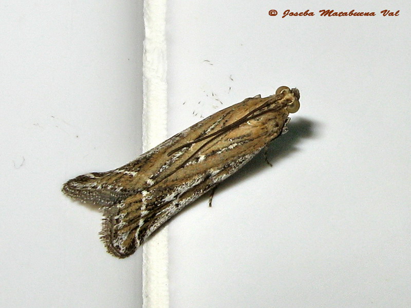 Pempeliella ornatella - Pyralidae